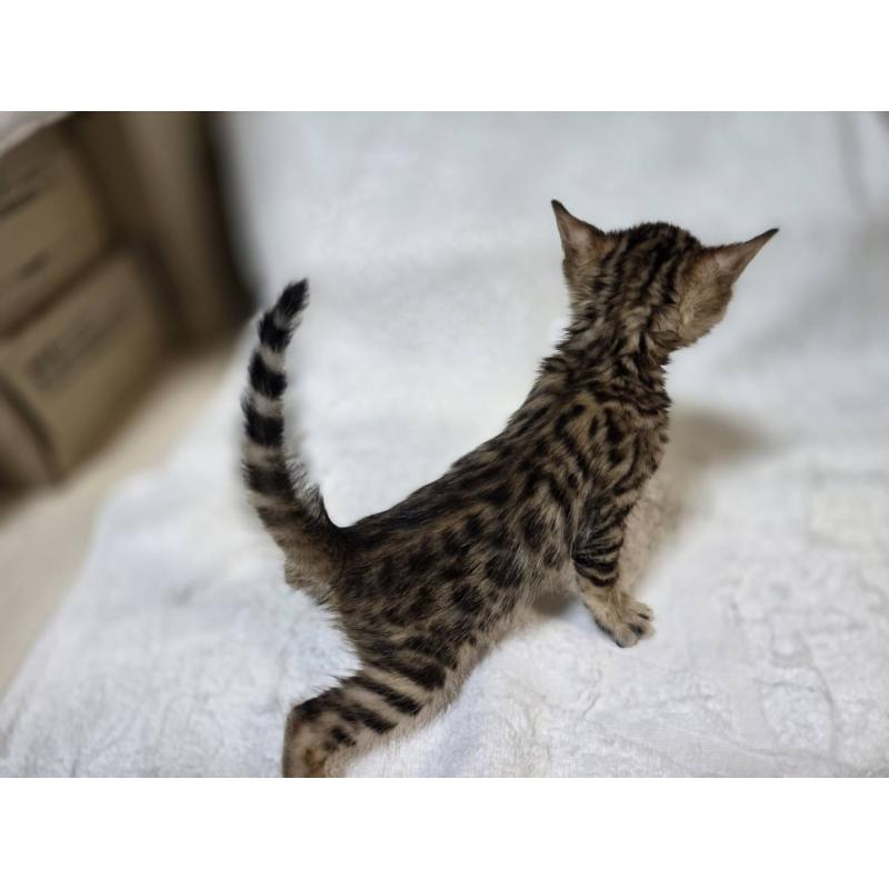 販売中の神奈川県のベンガル-133396の12枚目