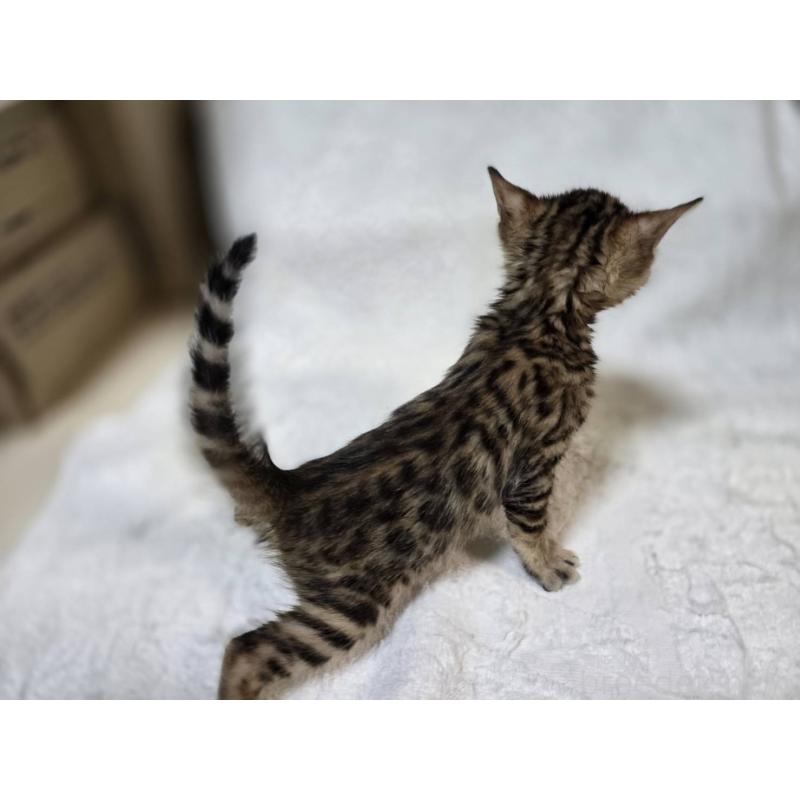 販売中の神奈川県のベンガル-133396の11枚目