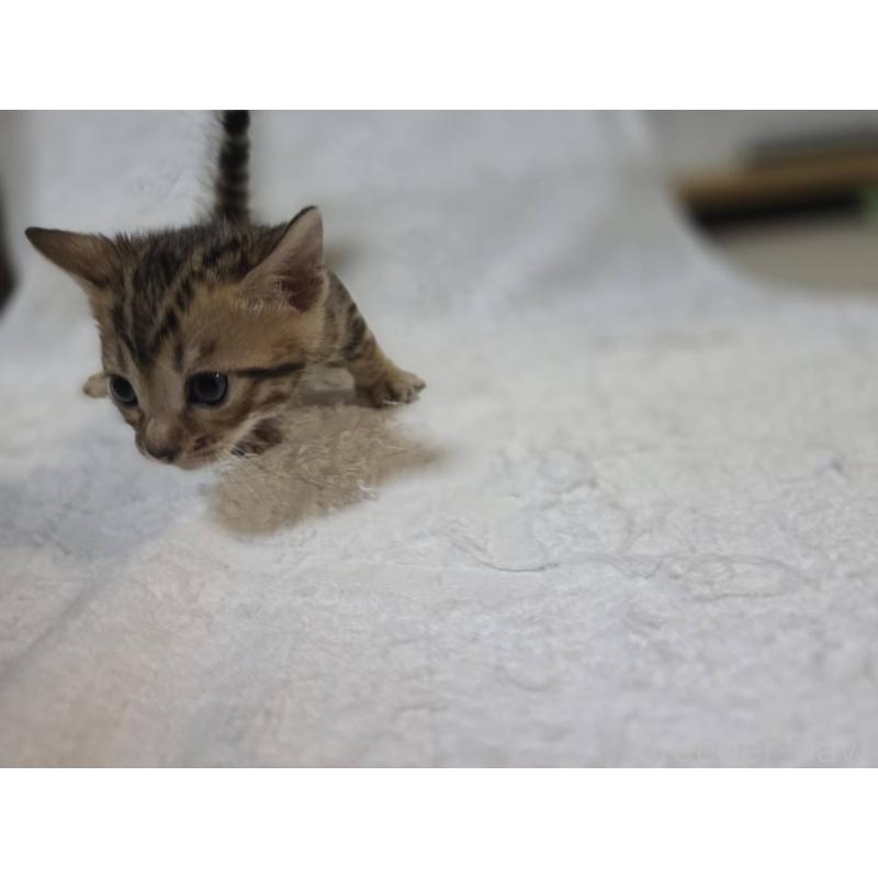 販売中の神奈川県のベンガル-133396の10枚目