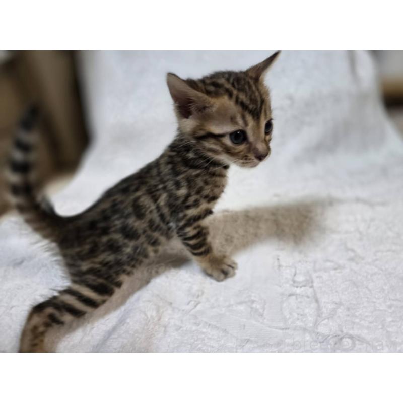 販売中の神奈川県のベンガル-133396の9枚目