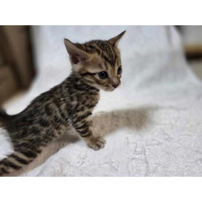 販売中の神奈川県のベンガル-133396の8枚目