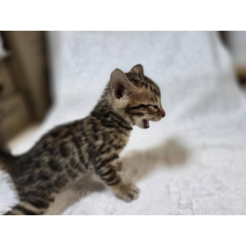 販売中の神奈川県のベンガル-133396の7枚目