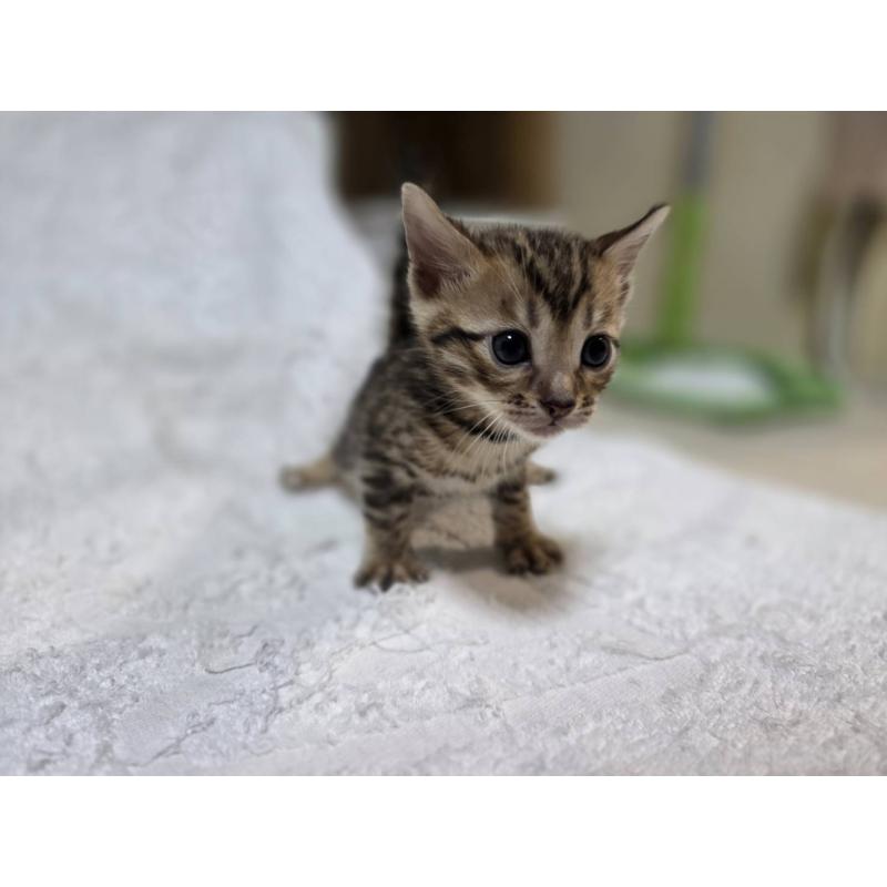 販売中の神奈川県のベンガル-133396の6枚目