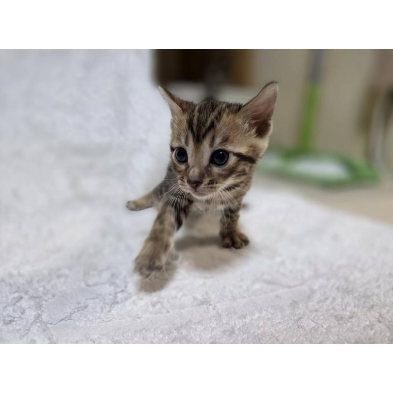 販売中の神奈川県のベンガル-133396の5枚目