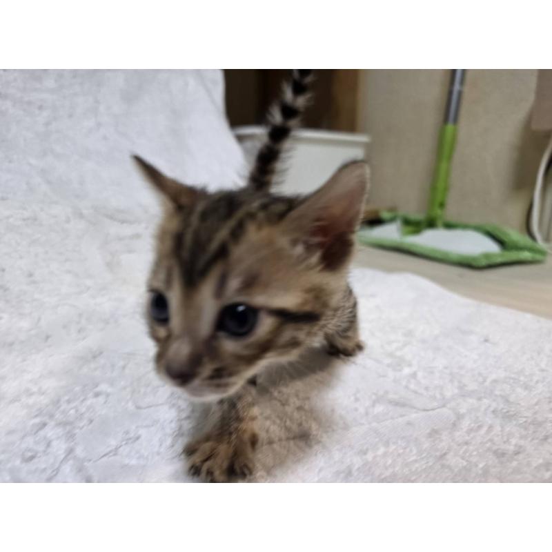 販売中の神奈川県のベンガル-133396の4枚目