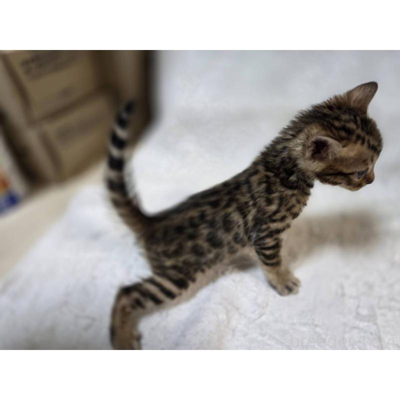 販売中の神奈川県のベンガル-133396の3枚目