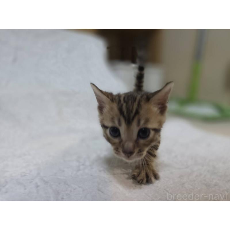 販売中の神奈川県のベンガル-133396の2枚目