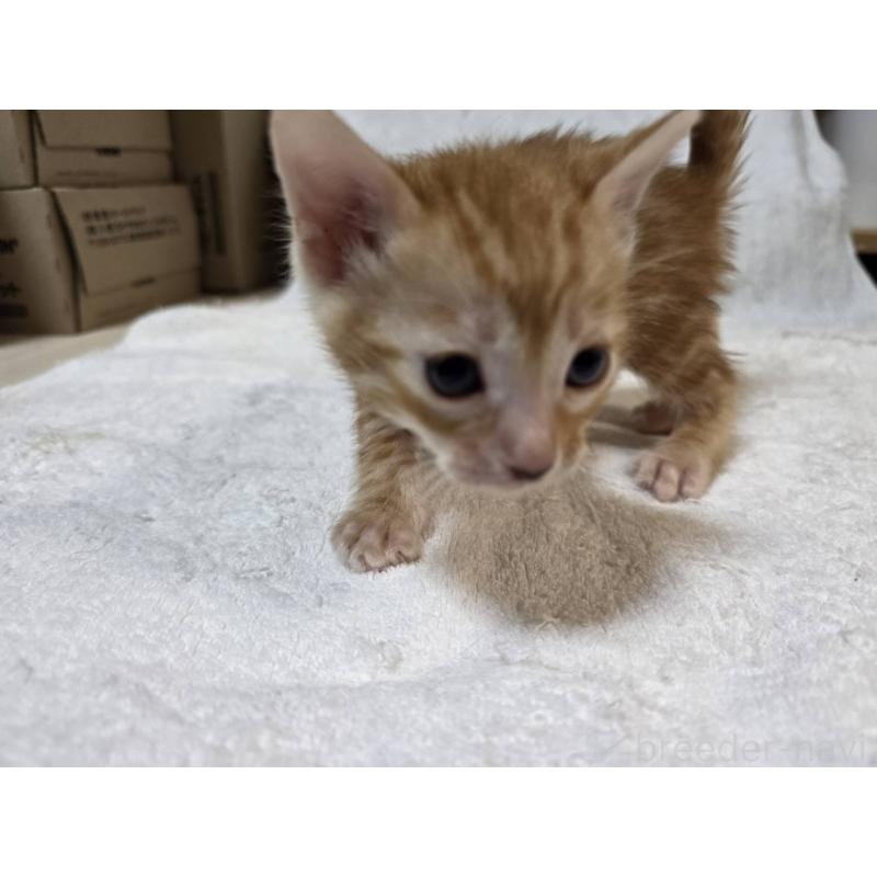 販売中の神奈川県のベンガル-133397の14枚目