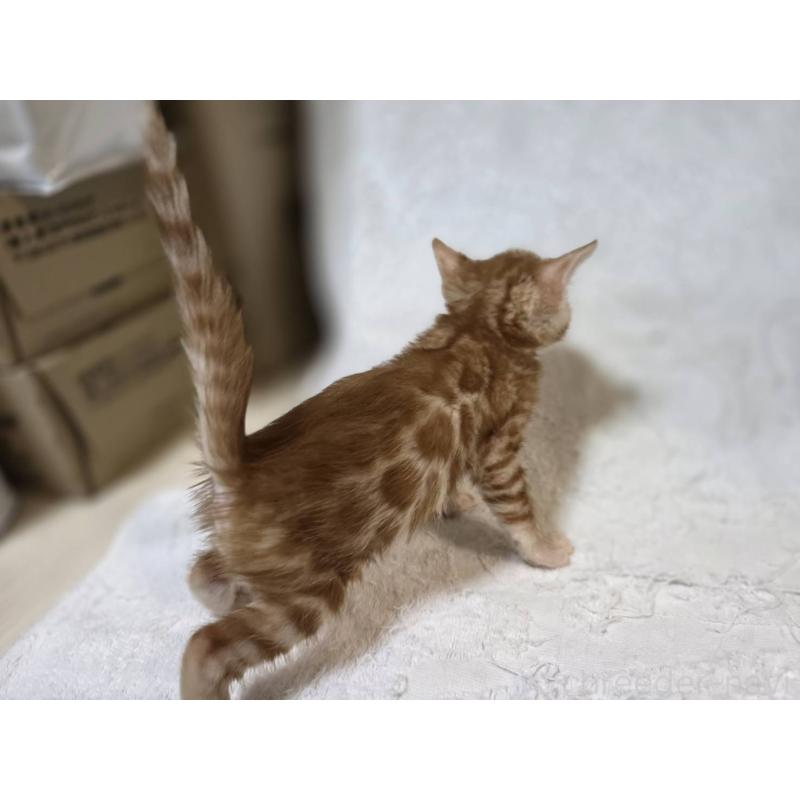 販売中の神奈川県のベンガル-133397の13枚目