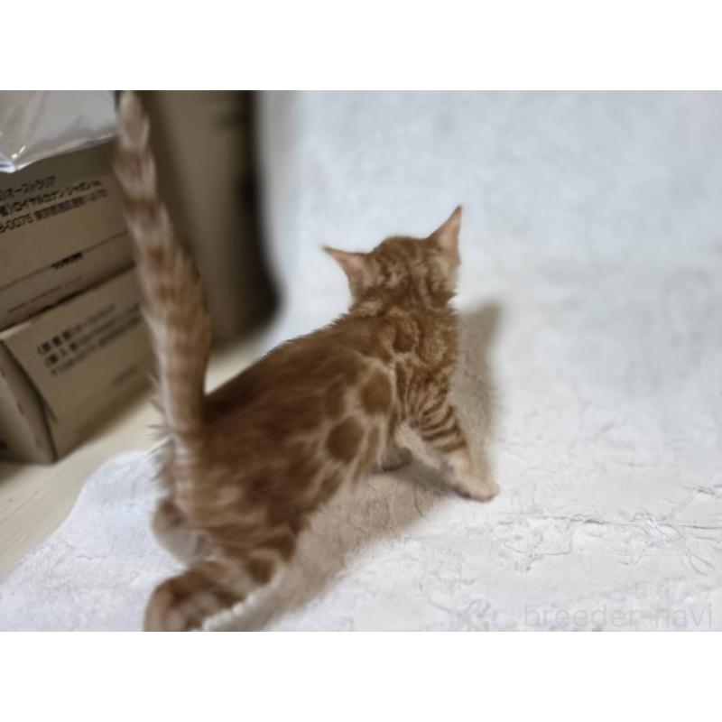 販売中の神奈川県のベンガル-133397の12枚目