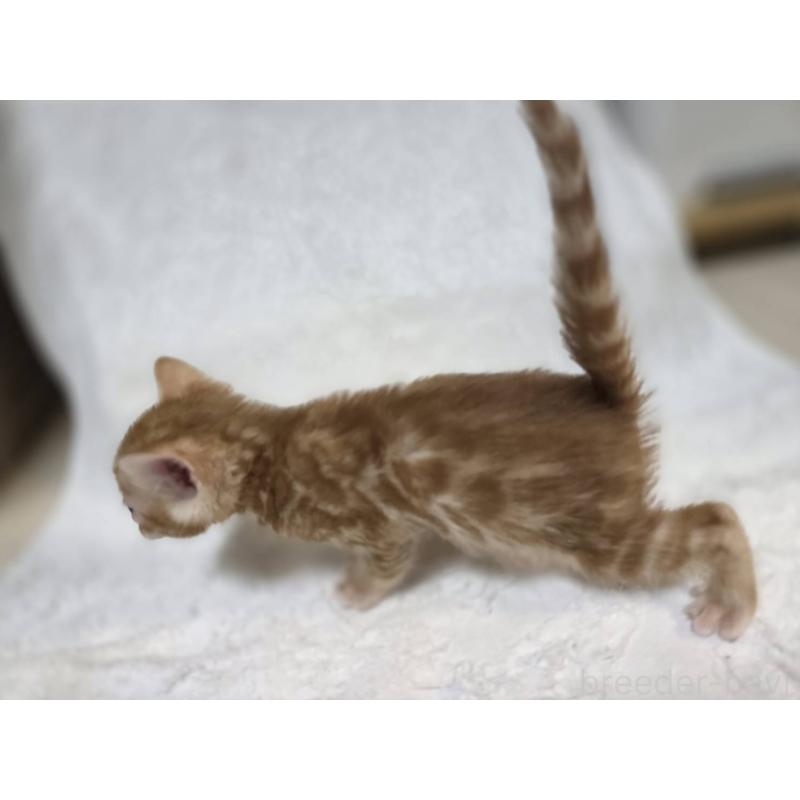 販売中の神奈川県のベンガル-133397の11枚目