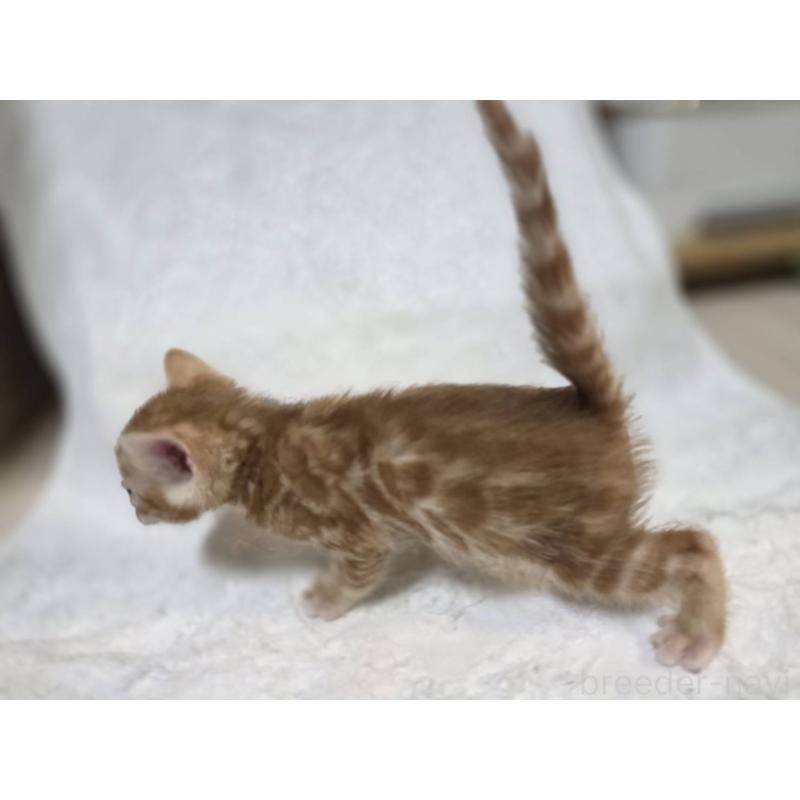 販売中の神奈川県のベンガル-133397の10枚目