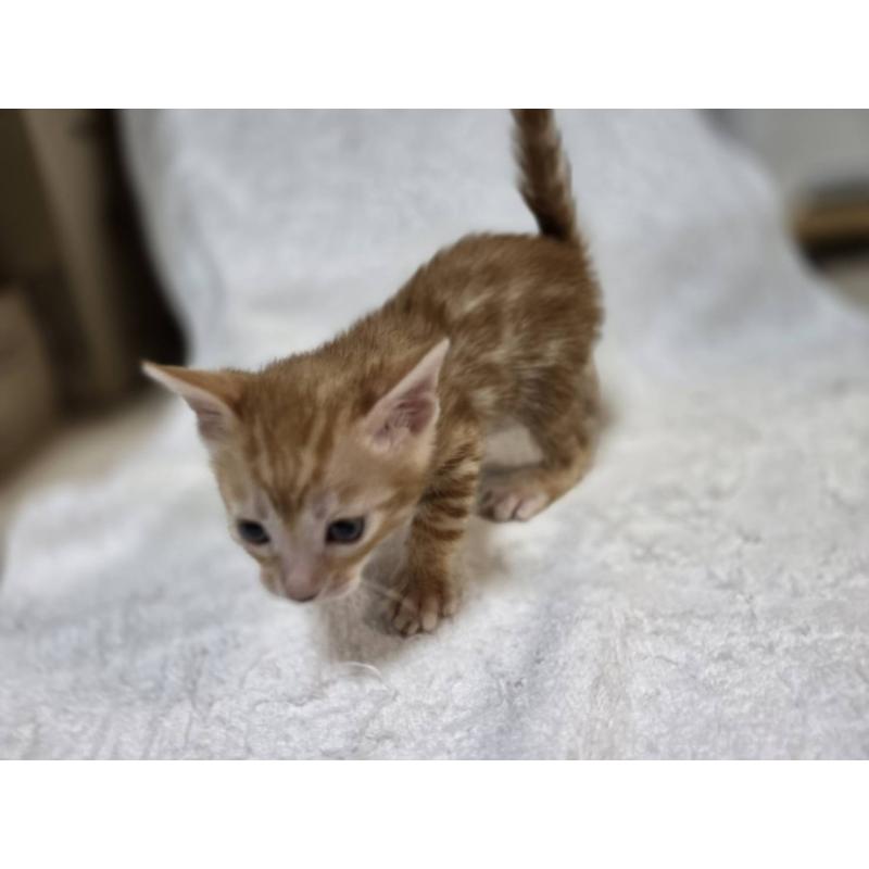 販売中の神奈川県のベンガル-133397の9枚目