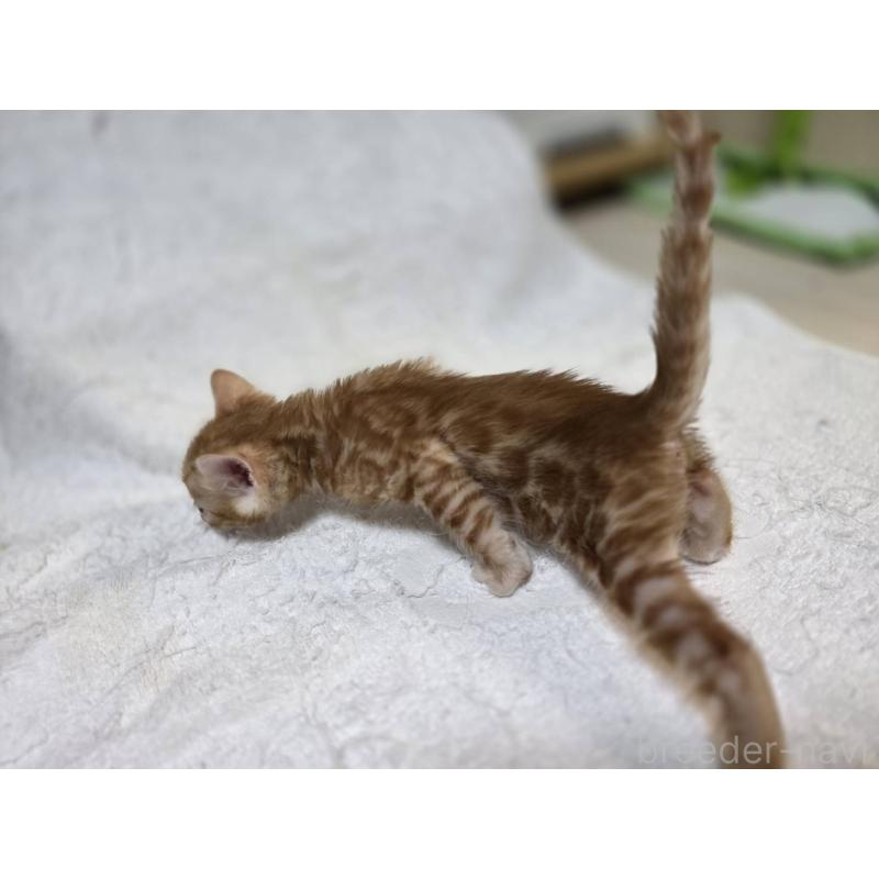 販売中の神奈川県のベンガル-133397の8枚目