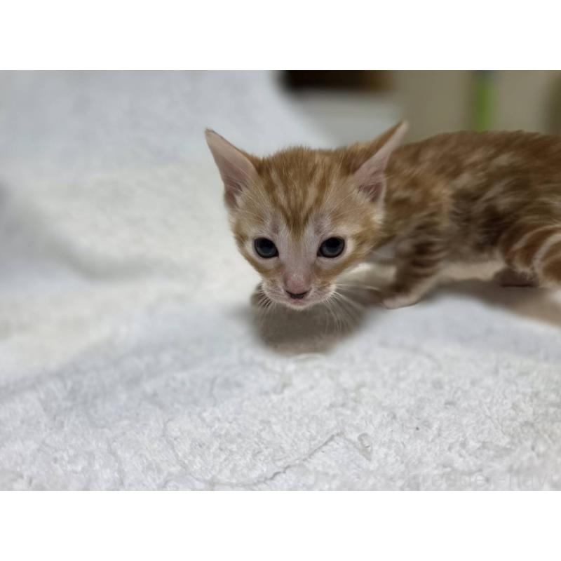 販売中の神奈川県のベンガル-133397の7枚目