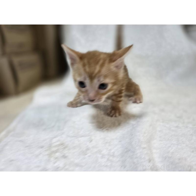 販売中の神奈川県のベンガル-133397の6枚目