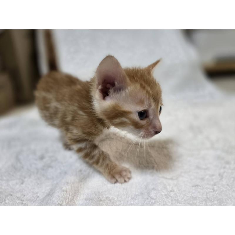 販売中の神奈川県のベンガル-133397の5枚目