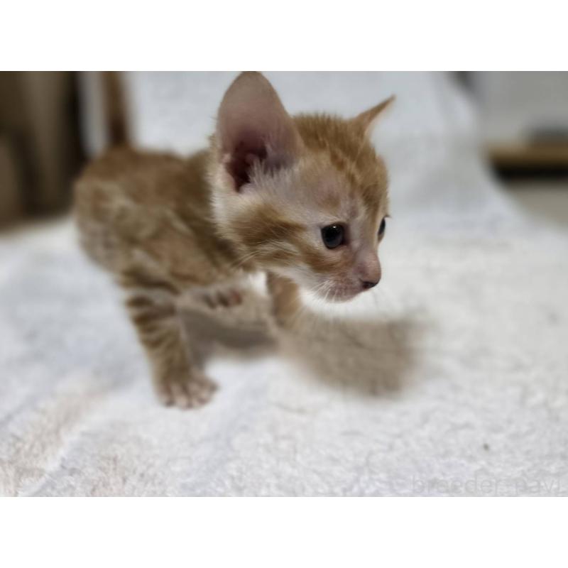 販売中の神奈川県のベンガル-133397の4枚目