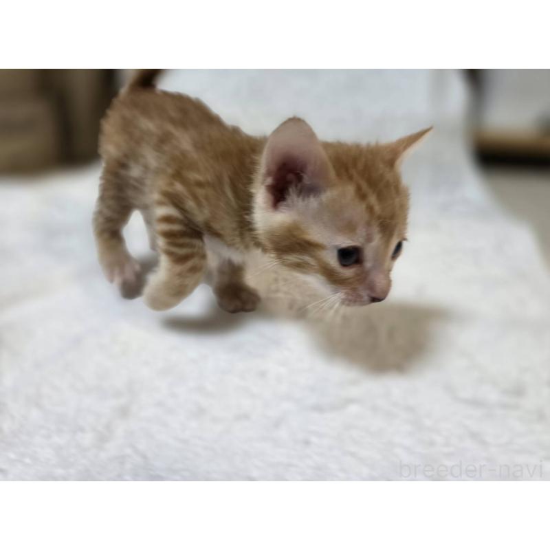 販売中の神奈川県のベンガル-133397の3枚目