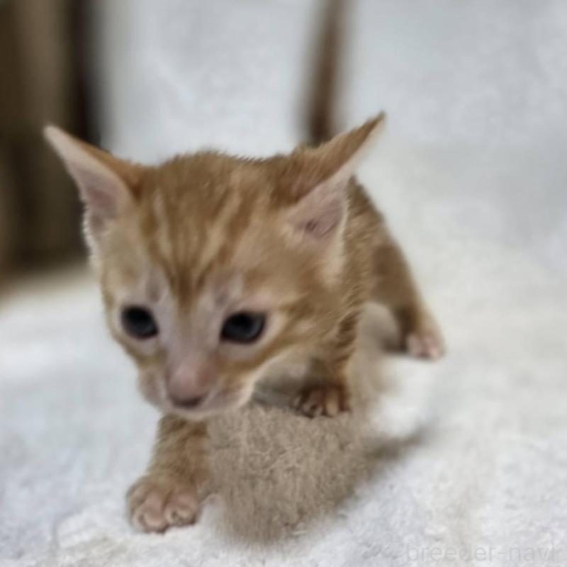 販売中の神奈川県のベンガル-133397の2枚目