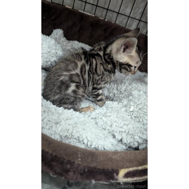 販売中の静岡県のベンガル-133398の6枚目