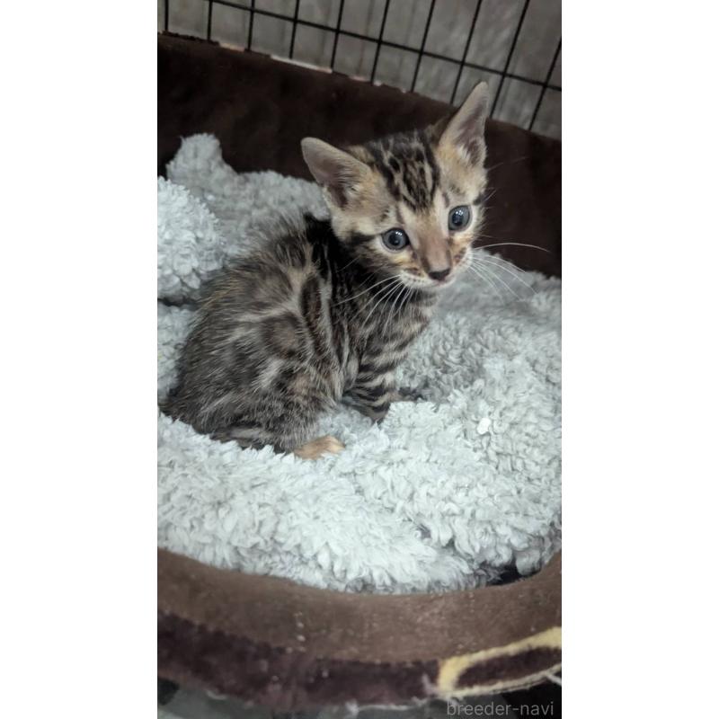 販売中の静岡県のベンガル-133398の5枚目