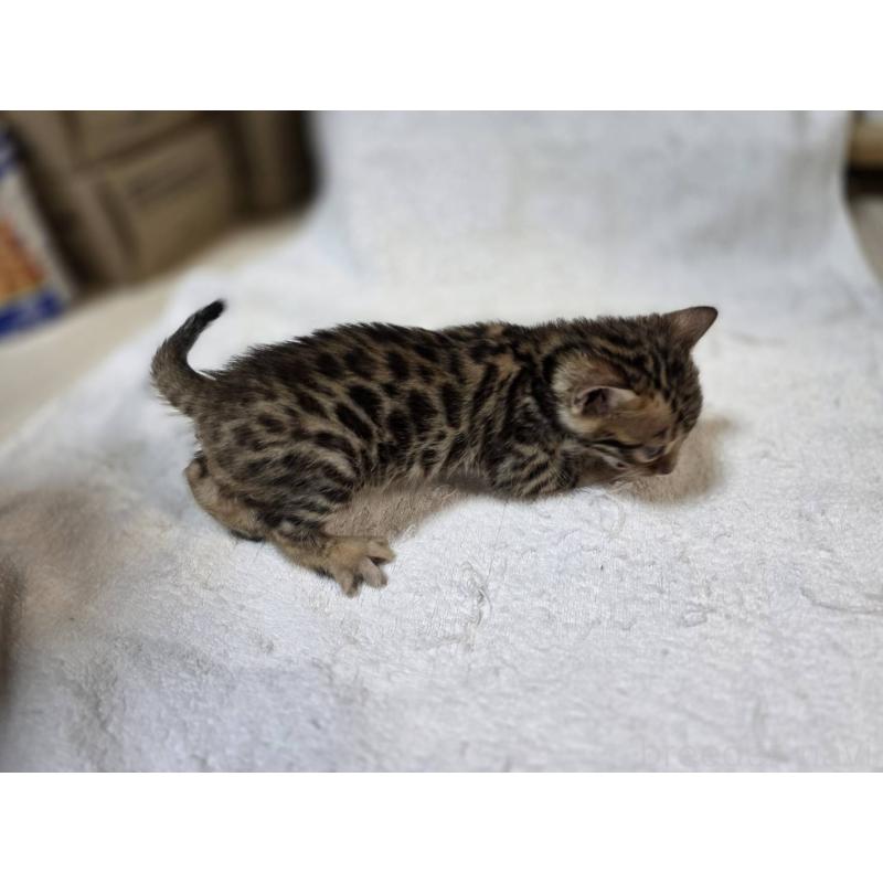 販売中の神奈川県のベンガル-133399の15枚目