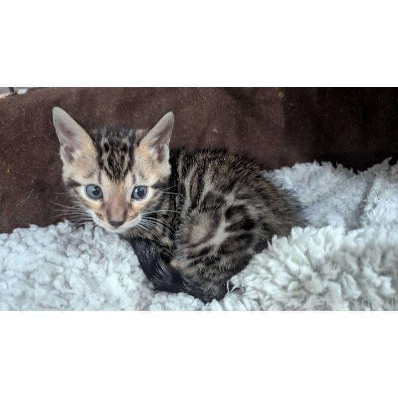 販売中の静岡県のベンガル-133398の4枚目