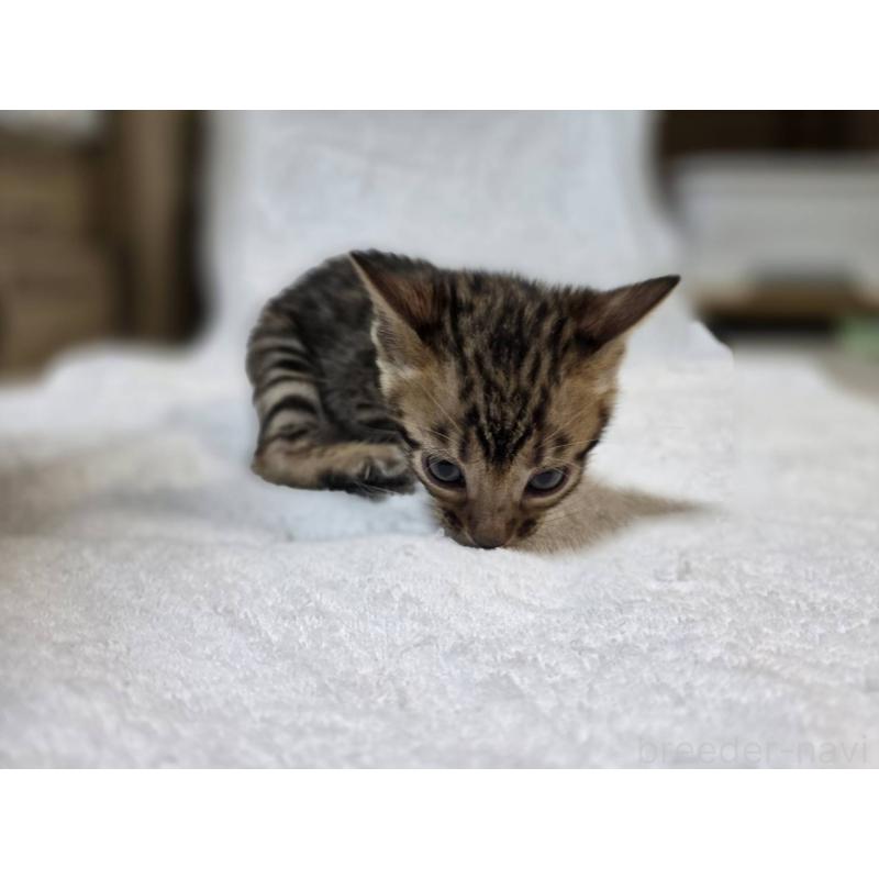 販売中の神奈川県のベンガル-133399の14枚目