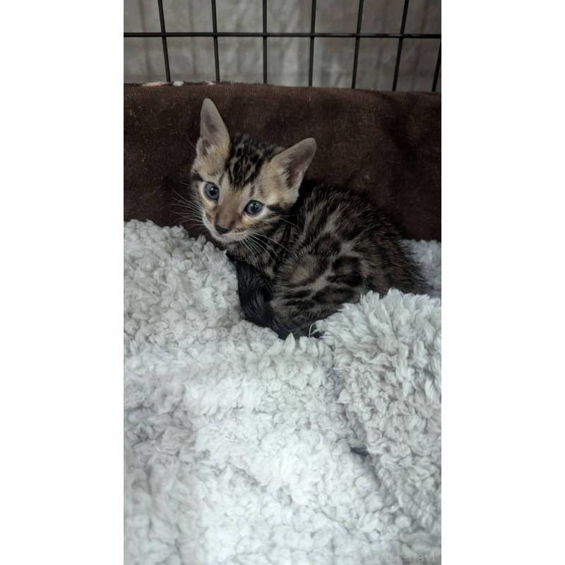 販売中の静岡県のベンガル-133398の3枚目