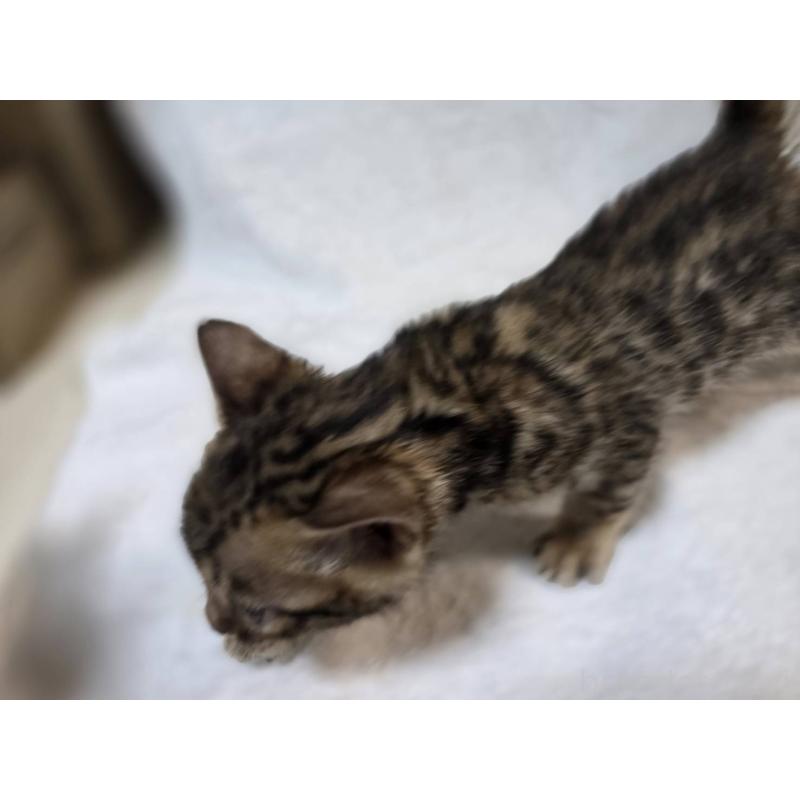 販売中の神奈川県のベンガル-133399の13枚目