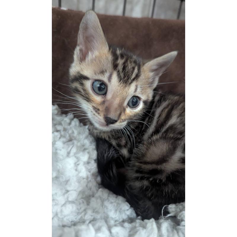 販売中の静岡県のベンガル-133398の2枚目