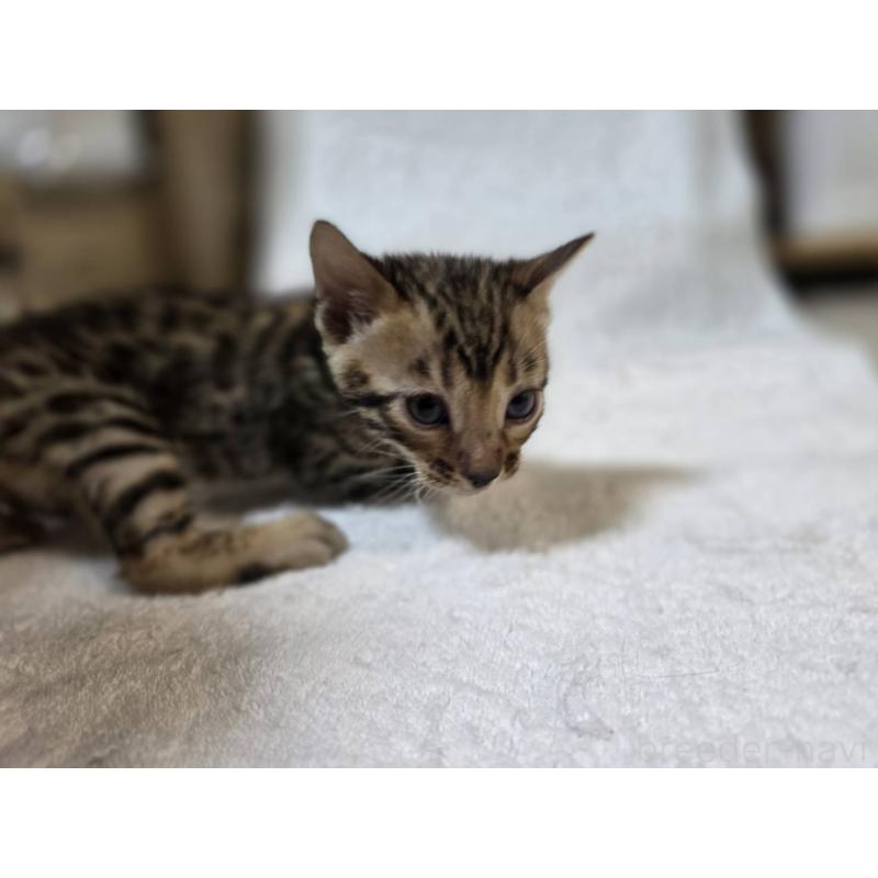 販売中の神奈川県のベンガル-133399の12枚目