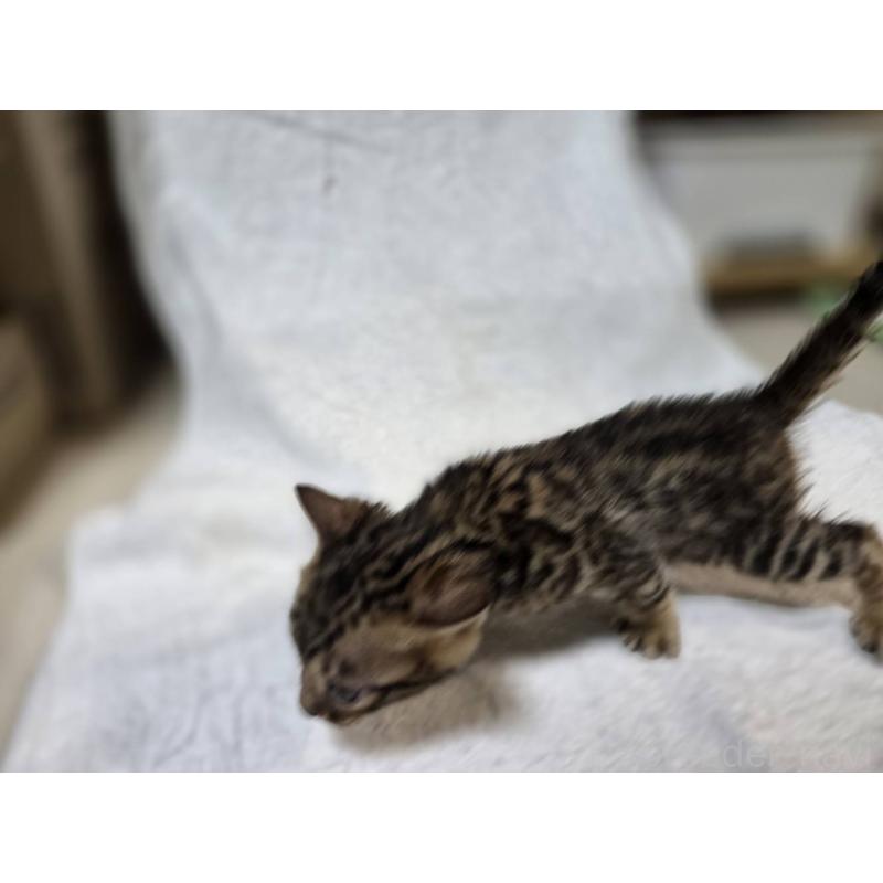 販売中の神奈川県のベンガル-133399の11枚目