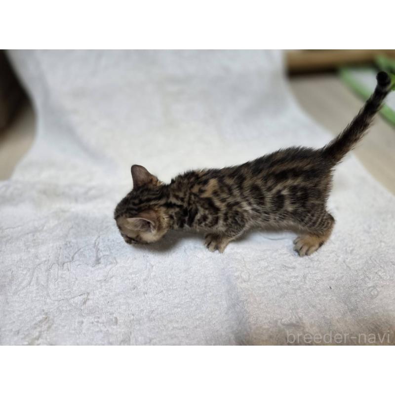 販売中の神奈川県のベンガル-133399の10枚目