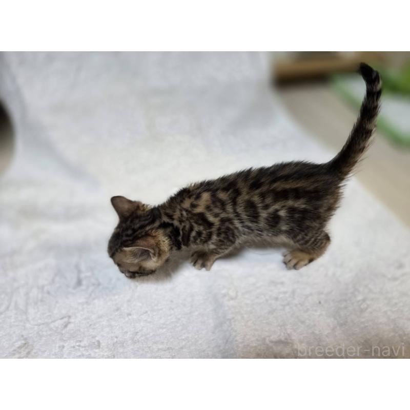 販売中の神奈川県のベンガル-133399の9枚目