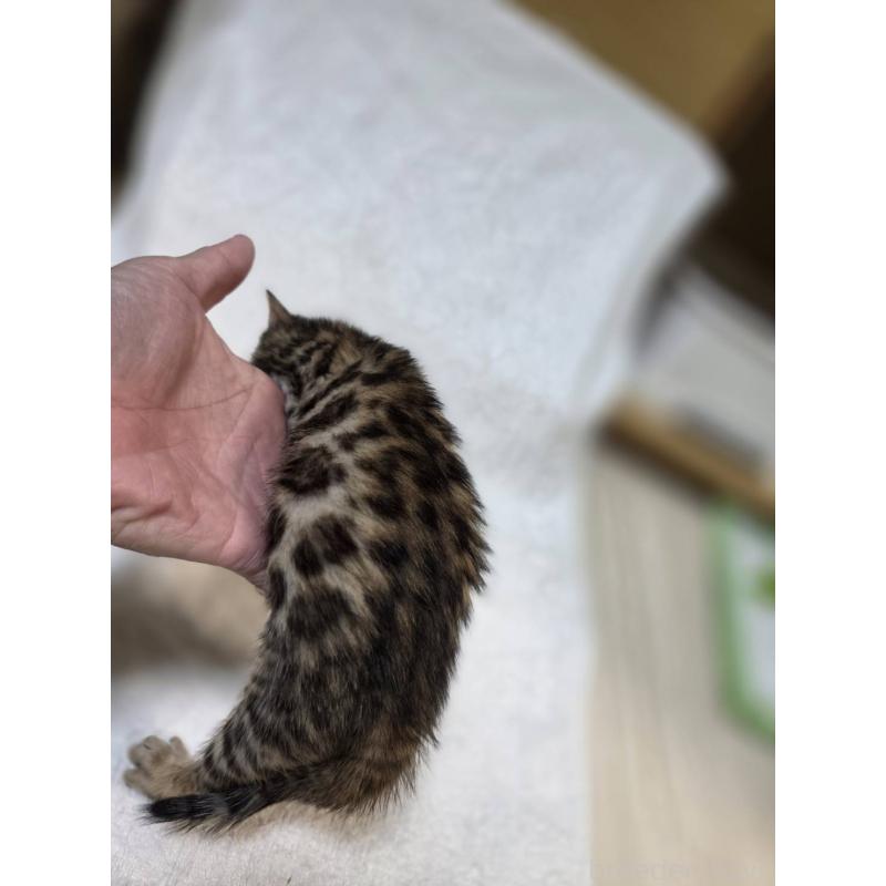 販売中の神奈川県のベンガル-133399の8枚目