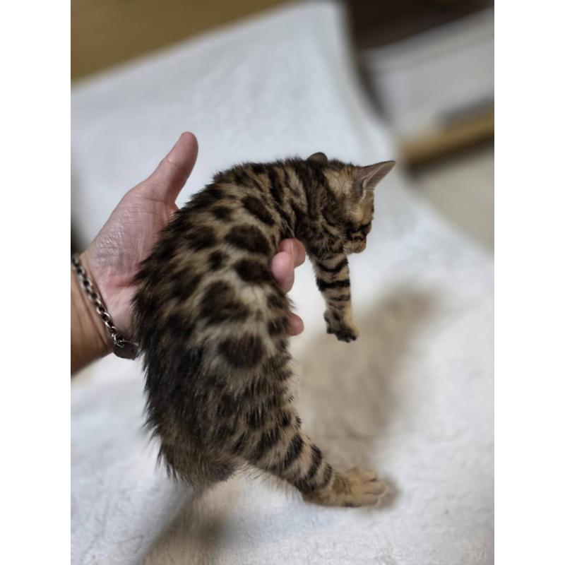 販売中の神奈川県のベンガル-133399の7枚目