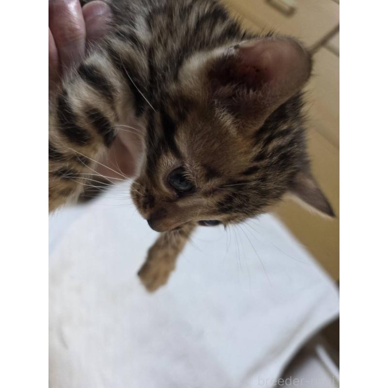 販売中の神奈川県のベンガル-133399の6枚目