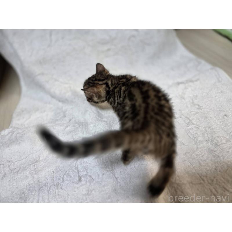 販売中の神奈川県のベンガル-133399の5枚目