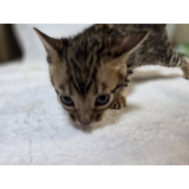 販売中の神奈川県のベンガル-133399の4枚目