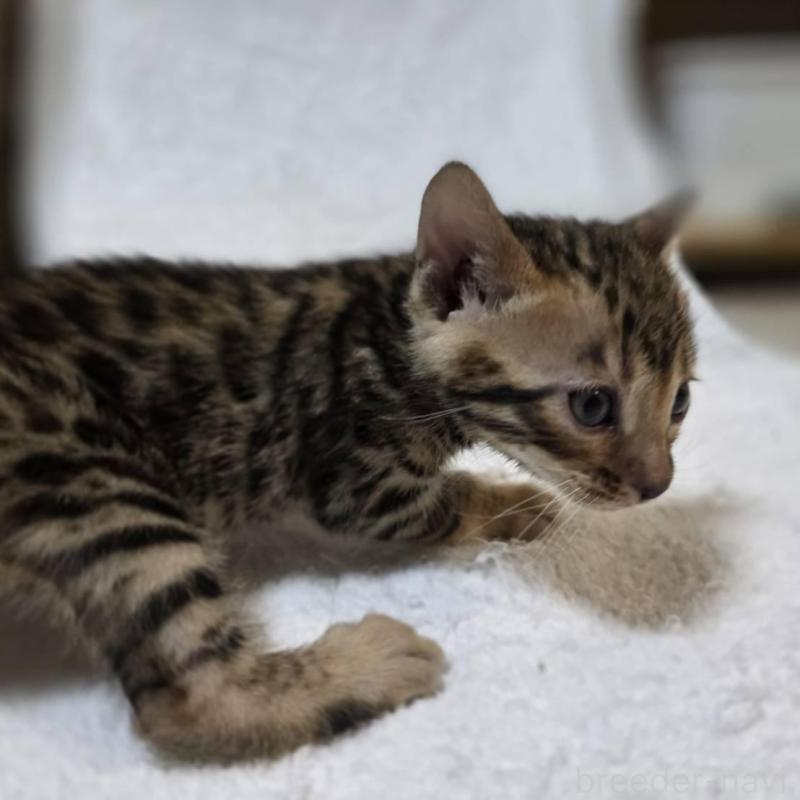 販売中の神奈川県のベンガル-133399の3枚目