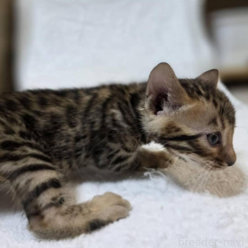 販売中の神奈川県のベンガル-133399の2枚目