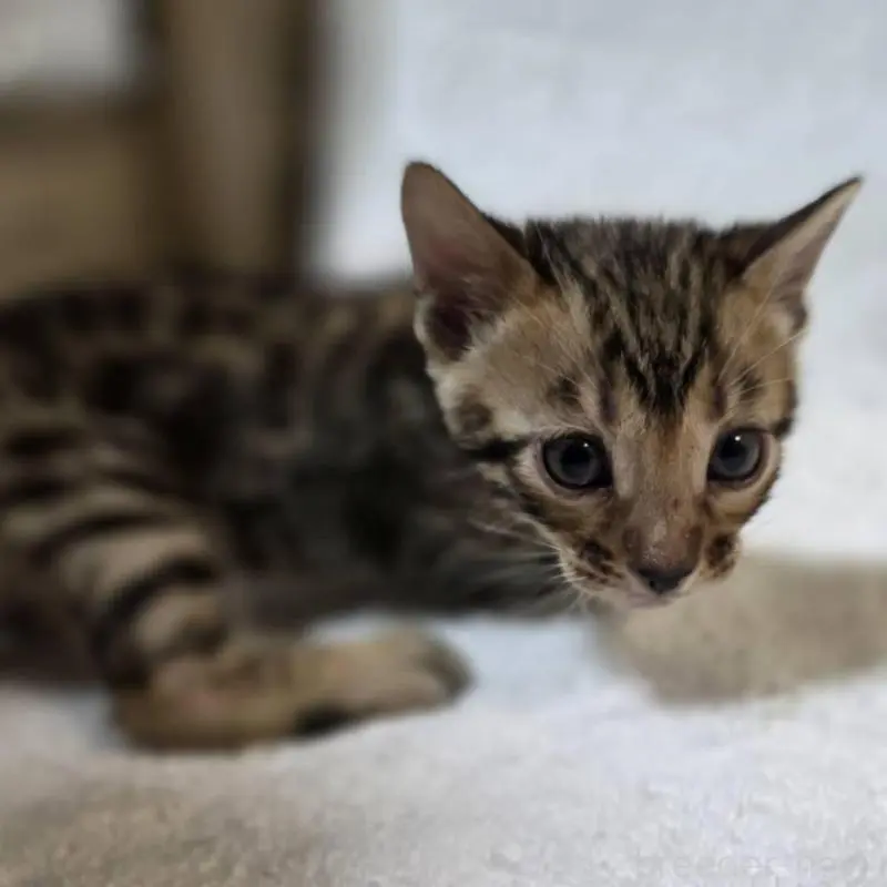 販売中の神奈川県のベンガル-133399