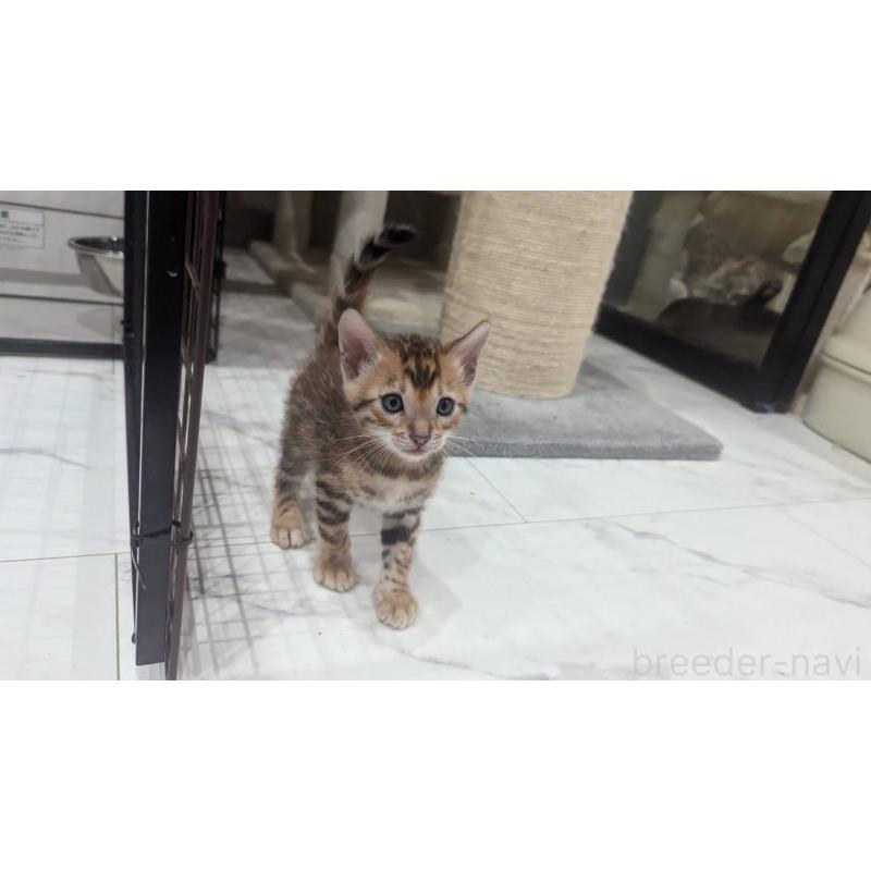 販売中の静岡県のベンガル-133400の6枚目