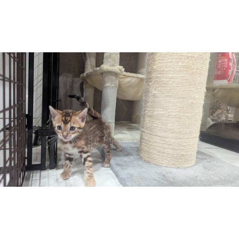 販売中の静岡県のベンガル-133400の5枚目