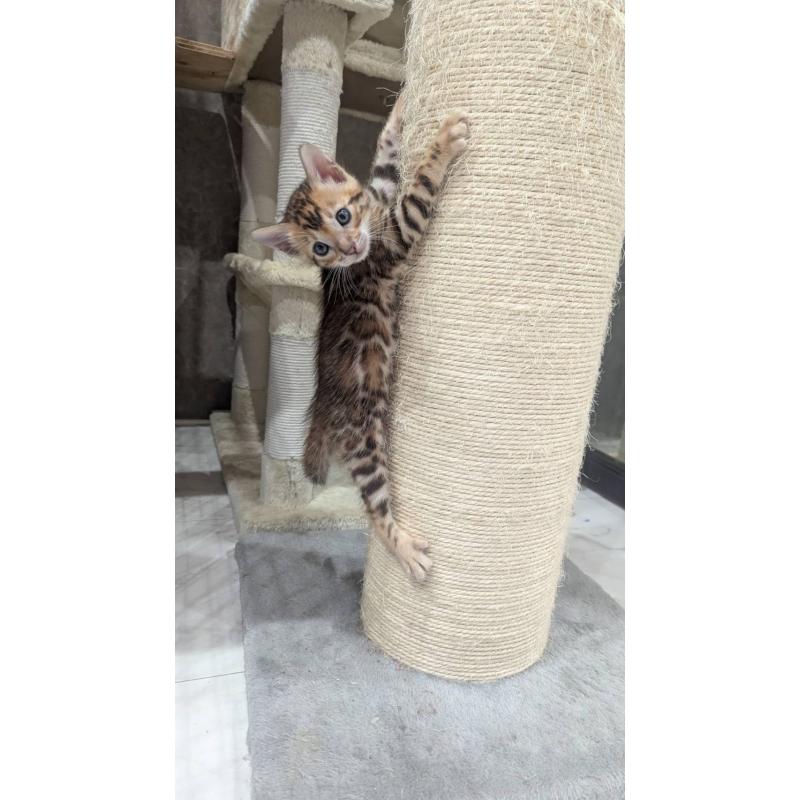 販売中の静岡県のベンガル-133400の4枚目