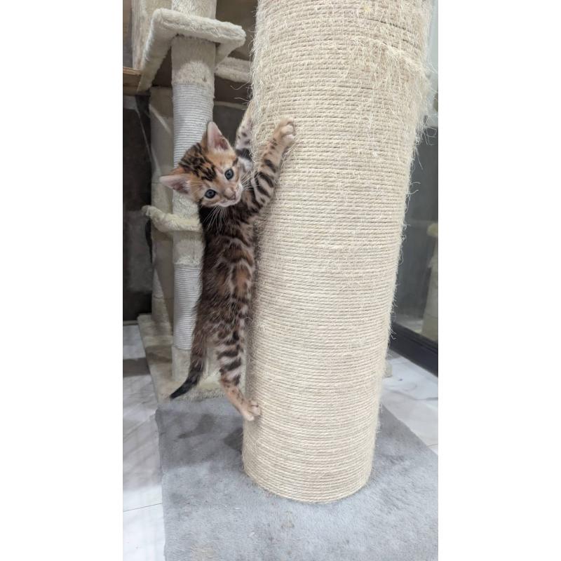 販売中の静岡県のベンガル-133400の3枚目