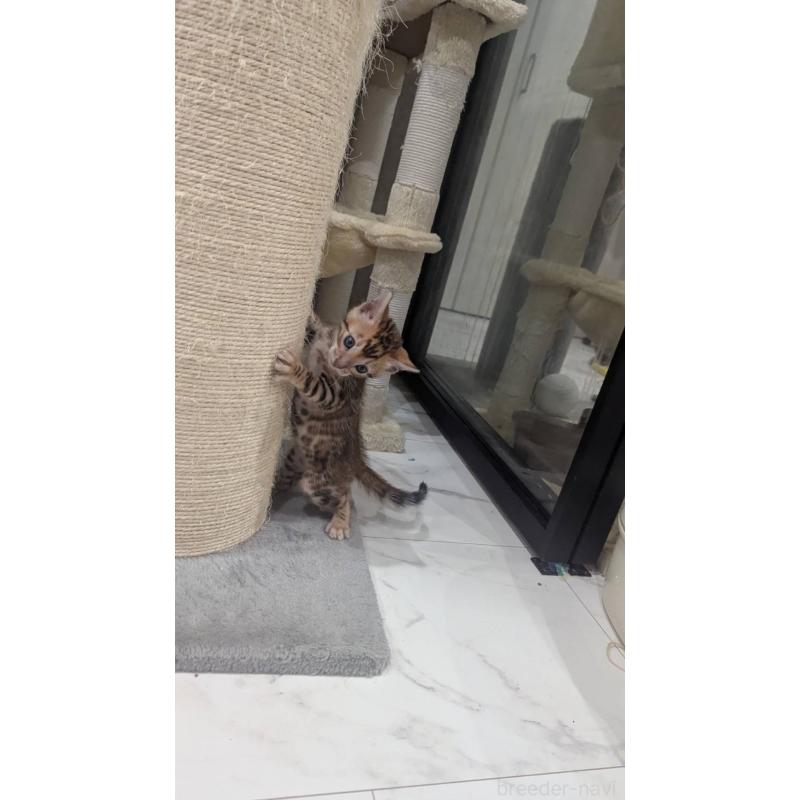 販売中の静岡県のベンガル-133400の2枚目