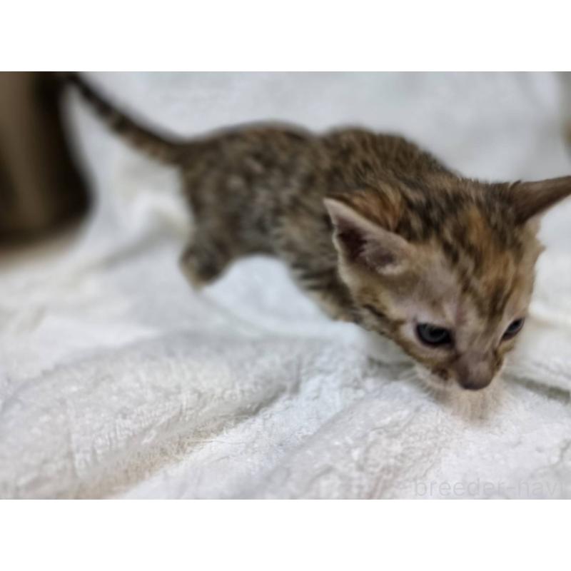 販売中の神奈川県のベンガル-133401の20枚目